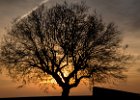 2016-01 DSC 4662 La-Grande-Motte-Ok : France, Herault, La Grande Motte, Languedoc-Roussillon, arbre, lever de soleil