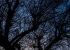 2016-01 DSC 4665 La-Grande-Motte-Ok : France, Herault, La Grande Motte, Languedoc-Roussillon, arbre, lever de soleil