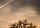 2016-01 DSC 4669 La-Grande-Motte-Ok : France, Herault, La Grande Motte, Languedoc-Roussillon, arbre, lever de soleil