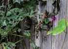 2016-01 IMG 0531 Aimargues-Ok : Aimargues, feuille, nature, structure