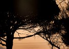 (c)2016-N.Stickelbaut : Coucher de soleil, Hérault, La Grande Motte, arbre