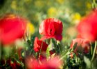 2016-04 P1050096 Nature-Ok : 003 NATURE, Coquelicot, Fleur, pavot poppy
