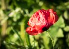 2016-04 P1050097 Nature-Ok : 003 NATURE, Coquelicot, Fleur, pavot poppy