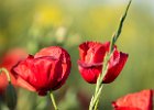 2016-04 P1050098 Nature-Ok : 003 NATURE, Coquelicot, Fleur, pavot poppy