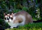 2016-04 DSC 2345 La-Grande-Motte-Ok : 002 ANIMAL, Animal domestique, Cat, Chat, Europa, Europe, France, Francia, Frankreich, Hérault, La Grande Motte, Languedoc Roussillon, cat