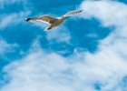 2016-05 DSC 6067 La-Grande-Motte-Ok : 002 ANIMAL, Animal sauvage, Bird, Europe, France, Goeland, Hérault, La Grande Motte, Languedoc Roussillon, Oiseau, Seagull