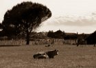 2016-05 P1050179 Aimargues-Ok : 002 ANIMAL, Aimargues, Animal domestique, Gard, bovin, nature, vache veau cow