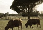 2016-05 P1050180 Aimargues-Ok : 002 ANIMAL, Aimargues, Animal domestique, Gard, bovin, vache veau cow