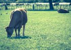2016-05 P1050182 Aimargues-Ok : 002 ANIMAL, Aimargues, Animal domestique, Gard, bovin, vache veau cow