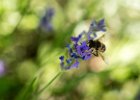 20160716 DSC 8069 Exmes ok : Exmes, basse-normandie, nature