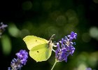 20160716 DSC 8146 Exmes ok : Exmes, basse-normandie, nature