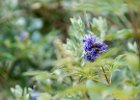 2016-07 DSC 8520 Nature-Ok : Europe, France, Hérault, La Grande Motte, Languedoc Roussillon, fleur, fleurs, flower, flowers, nature