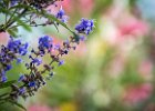 2016-07 DSC 8527 Nature-Ok : Europe, France, Hérault, La Grande Motte, Languedoc Roussillon, bokeh, fleur, fleurs, flower, flowers, nature