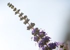 2016-07 DSC 8529 Nature-Ok : Europe, France, Hérault, La Grande Motte, Languedoc Roussillon, fleur, fleurs, flower, flowers, nature