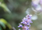 2016-07 DSC 8538 Nature-Ok : Europe, France, Hérault, La Grande Motte, Languedoc Roussillon, fleur, fleurs, flower, flowers, nature