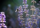2016-07 DSC 8632 Nature-Ok : Europe, France, Hérault, La Grande Motte, Languedoc Roussillon, fleur, fleurs, flowers, nature, nikon, nikond5500, nikonpassion, nikonphotography