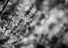 2016-07 DSC 8802 Nature-Ok : Europe, France, Hérault, La Grande Motte, Languedoc Roussillon, fleur, fleurs, flowers, nature, nikon, nikond5500, nikonpassion, nikonphotography
