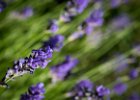 20160716 DSC 8080 Exmes ok : Exmes, basse-normandie, nature