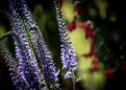 20160718 DSC 8218 Exmes ok : Exmes, basse-normandie, nature, orne