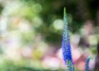 20160718 DSC 8224 Exmes ok : Exmes, basse-normandie, nature, orne