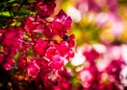 2016-07 DSC 7221 Nature-Ok : fleur, flower, nature