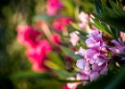 2016-07 DSC 8964 Nature-Ok : Europe, France, Hérault, La Grande Motte, Languedoc Roussillon, fleur, fleurs, flower, flowers, nature