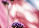 2016-07 DSC 8540 Nature-Ok : Europe, France, Hérault, La Grande Motte, Languedoc Roussillon, bokeh, fleur, fleurs, flower, flowers, nature