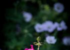 20160718 DSC 8225 Exmes ok : Exmes, basse-normandie, nature, orne