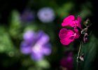 20160718 DSC 8228 Exmes ok : Exmes, basse-normandie, nature, orne