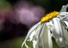 20160718 DSC 8339 Exmes ok : Exmes, basse-normandie, france, nature, orne
