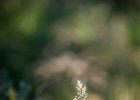 20160716 DSC 8110 Exmes ok : Exmes, basse-normandie, nature
