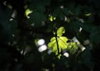 20160718 DSC 8216 Exmes ok : Exmes, basse-normandie, nature, orne