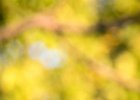2016-08 DSC 9056 Nature-Ok : Europe, France, Hérault, La Grande Motte, Languedoc Roussillon, Nikon, NikonD5500, Nikonpassion, Nikonphotography, fleur, fleurs, flower, flowers, laurier fleur, nature, nikon, nikonpassion, nikonphotography, oleander