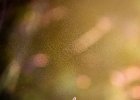 2016-08 DSC 9066 Nature-Ok : Europe, France, Hérault, La Grande Motte, Languedoc Roussillon, Nikon, NikonD5500, Nikonpassion, Nikonphotography, fleur, fleurs, flower, flowers, nature, nikon, nikonpassion, nikonphotography