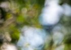 2016-08 DSC 9200 Nature-Ok : Europe, France, Hérault, La Grande Motte, Languedoc Roussillon, Nikon, NikonD5500, Nikonpassion, Nikonphotography, fleur, fleurs, flower, flowers, laurier fleur, nature, nikon, nikonpassion, nikonphotography, oleander
