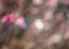 2016-08 DSC 9217 Nature-Ok : Europe, France, Hérault, La Grande Motte, Languedoc Roussillon, Nikon, NikonD5500, Nikonpassion, Nikonphotography, fleur, fleurs, flower, flowers, nature, nikon, nikonpassion, nikonphotography