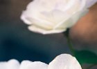 2016-08 DSC 9716 Noyon ok : Nikon, Nikon D5500, Noyon, Oise, campagne, countryside, feuille, feuilles, fleur, fleurs, flower, flowers, garden, jardin, leaf, leaves, nature, nikonpassion, nikonphotography