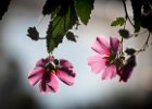 2016-08 DSC 9745 Exmes ok : Nikon, Nikon D5500, fleur, fleurs, flower, flowers, garden, jardin, nikonpassion, nikonphotography