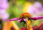 2016-08 DSC 9798 Exmes ok : Nikon, Nikon D5500, fleur, fleurs, flower, flowers, nature, nikonpassion, nikonphotography