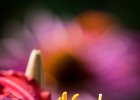 2016-08 DSC 9806 Exmes ok : Nikon, Nikon D5500, fleur, fleurs, flower, flowers, nature, nikonpassion, nikonphotography