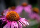 2016-08 DSC 9809 Exmes ok : Nikon, Nikon D5500, fleur, fleurs, flower, flowers, nature, nikonpassion, nikonphotography