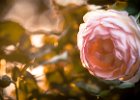 2016-08 DSC 9864 Exmes ok : Nikon, Nikon D5500, fleur, fleurs, flower, flowers, nature, nikonpassion, nikonphotography