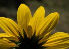 2016-08 DSC 9893 Exmes ok : Nikon, Nikon D5500, fleur, fleurs, flower, flowers, garden, jardin, nature, nikonpassion, nikonphotography