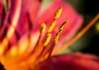 2016-08 DSC 9896 Exmes ok : Nikon, Nikon D5500, fleur, fleurs, flower, flowers, garden, jardin, nature, nikonpassion, nikonphotography