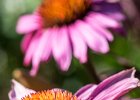 2016-08 DSC 9910 Exmes ok : Nikon, Nikon D5500, fleur, fleurs, flower, flowers, garden, jardin, nature, nikonpassion, nikonphotography