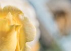 2016-08 DSC 9921 Exmes ok : Nikon, Nikon D5500, fleur, fleurs, flower, flowers, garden, jardin, nature, nikonpassion, nikonphotography