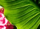 2016-08 DSC 9677 Noyon ok : Nikon, Nikon D5500, Noyon, Oise, campagne, countryside, feuille, feuilles, fleur, fleurs, flower, flowers, garden, jardin, leaf, leaves, nature, nikonpassion, nikonphotography