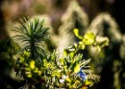 2016-08 P1050340 Nature-Ok : Europe, FZ1000, France, Hérault, La Grande Motte, Languedoc Roussillon, Lumix, LumixFZ1000, Panasonic, herbs, nature