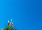 2016-08 P1050387 Nature-Ok : Europe, FZ1000, France, Hérault, La Grande Motte, Languedoc Roussillon, Lumix, LumixFZ1000, Panasonic, herb, herbe, herbes, herbs, minimalism, nature
