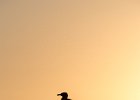 2016-08 P1050298 La-Grande-Motte-Ok : BIRD, Europe, FZ1000, France, Hérault, La Grande Motte, Languedoc Roussillon, Lumix, LumixFZ1000, Panasonic, goeland, lever de soleil, oiseau, orange, seagull, silhouette, sunrise